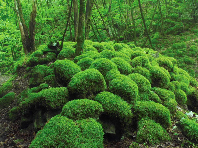 山犬嶽