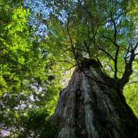 Beautiful Forest in Yakushima Island 