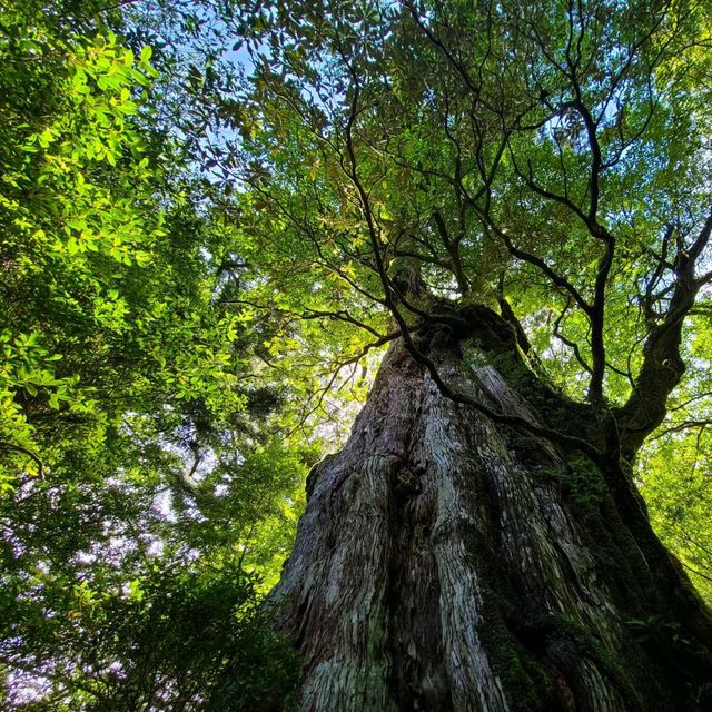 Beautiful Forest in Yakushima Island 