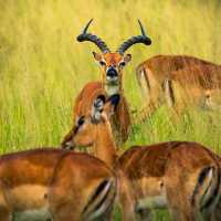 Experience the Great Migration Across Serengeti’s Majestic Grasslands