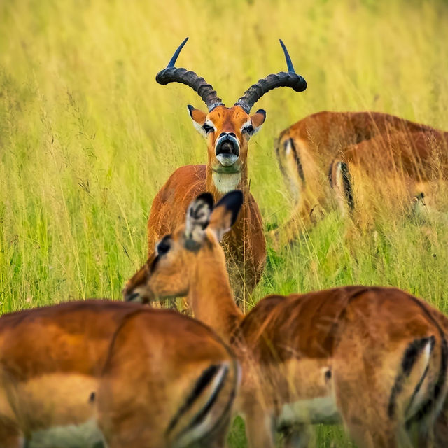 Experience the Great Migration Across Serengeti’s Majestic Grasslands