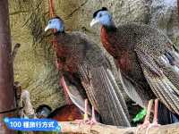 台北-大人小孩都喜歡的最佳親子景點：台北市立動物園