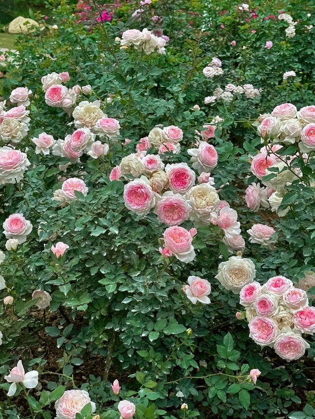 《郊遊》【深圳仙湖植物園】豐富植物景觀，化石森林展示自然奇觀。適合郊遊、中式園林愛好者