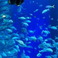 Oceanic Odyssey: Lotte World Aquarium Seoul