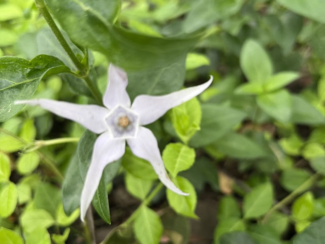 제주하면 뭐니뭐니해도 오설록🌱🌿🍃 이죠
