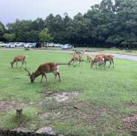 奈良公園の　鹿！！