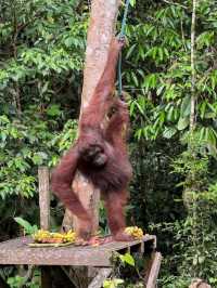 Semenggoh Wildlife Centre