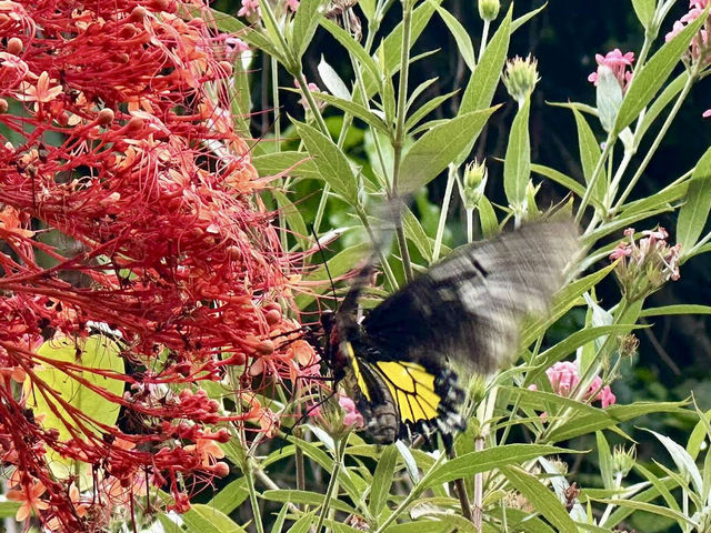 See rare butterflies at the only park of its kind in the Philippines!