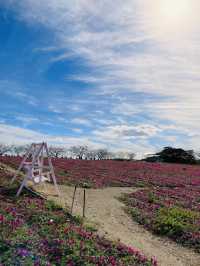 【愛知県:南知多】もこもこのコキアが可愛い観光農園花ひろば
