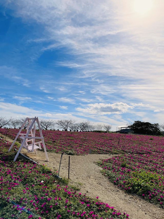 【愛知県:南知多】もこもこのコキアが可愛い観光農園花ひろば