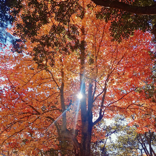 "Autumn Splendor at Kokonoe Yume Otsuribashi"