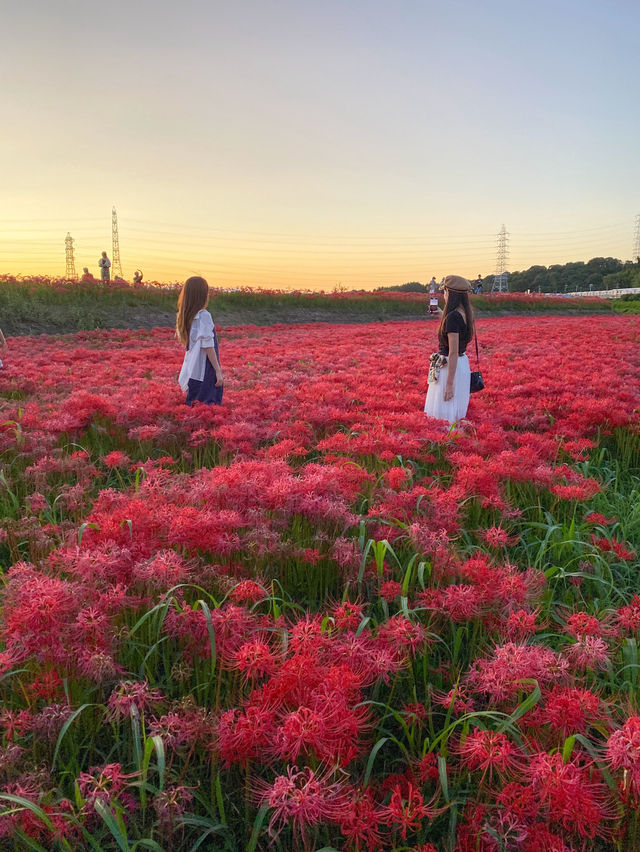 【愛知 秋の絶景】🌸 真っ赤に染まる絶景！矢勝川堤で彼岸花を楽しもう🌸