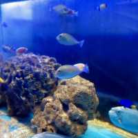 "Exploring Marine Wonders at Pusat Ikan Hiasan Port Dickson"