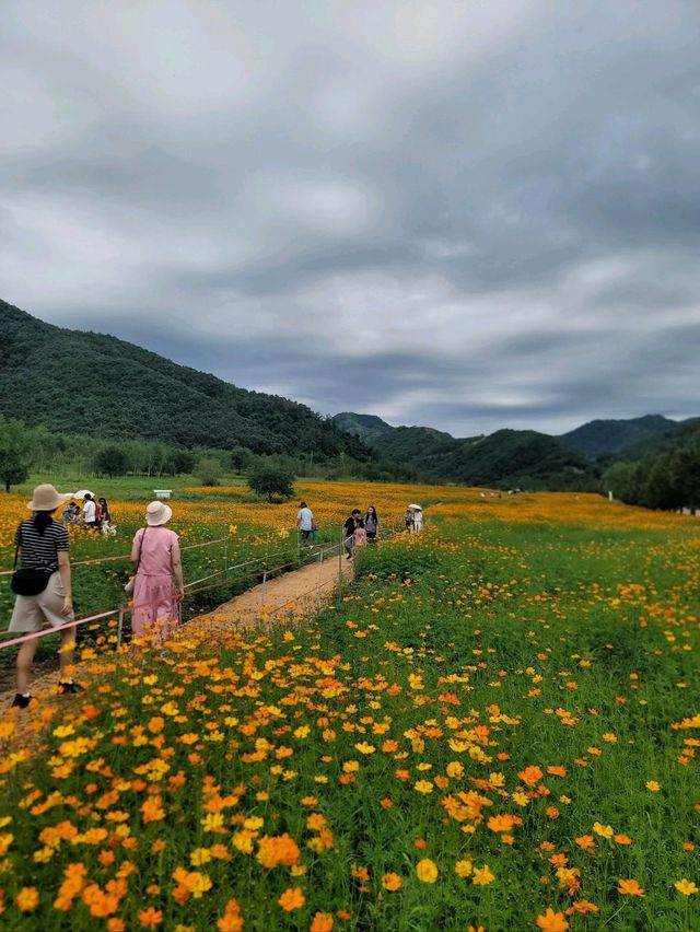현시각 가장 아름다운 황화코스모스 꽃밭🧡