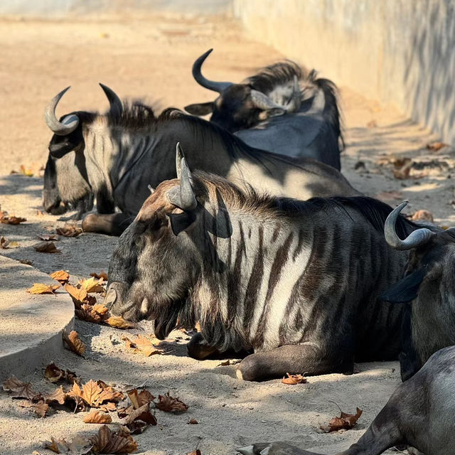 Linton Zoo：動物界的搞笑明星大聚會 🦁🎉