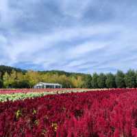 北海道之旅- 富良野富田農場/四季彩之丘
