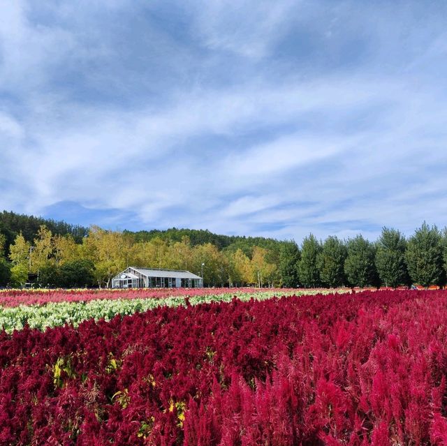 北海道之旅- 富良野富田農場/四季彩之丘