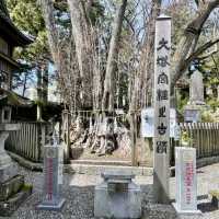 【山梨県】美しい白い毛並みの「旺輝」が可愛い