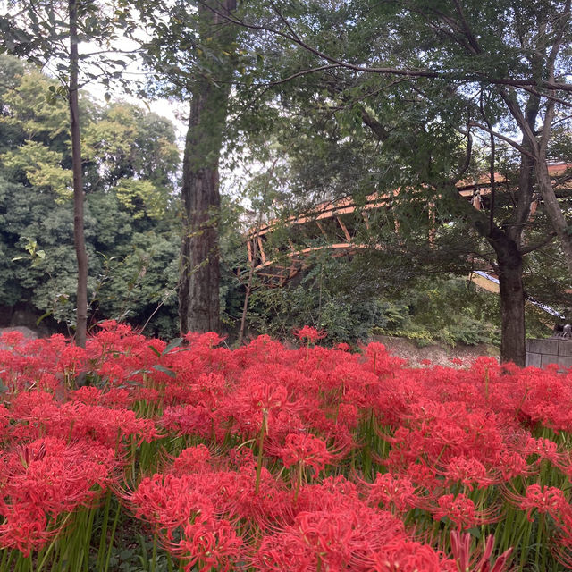 ✨まるで天国✨埼玉のユートピア、曼珠沙華の里、巾着田