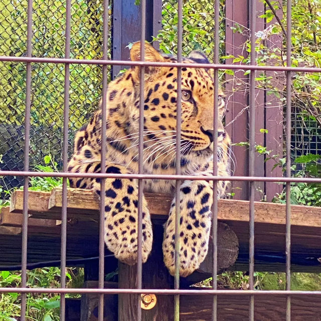 馬六甲動物園：野生動物的奇妙🦉🐾