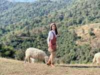 อาข่า ฟาร์มวิลล์ (Akha FarmVille)