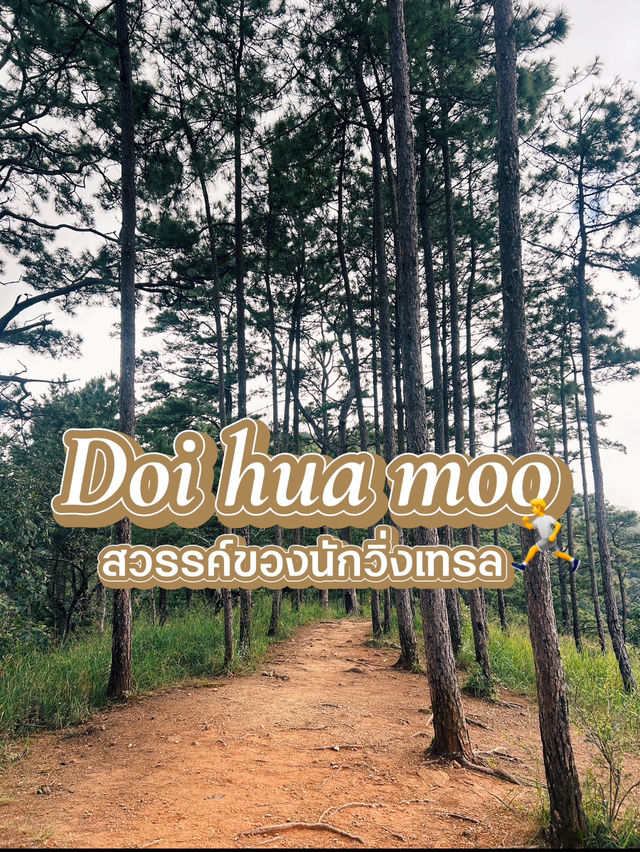 พาเที่ยว ดอยหัวหมูเส้นทางเดินชมธรรมชาติแบบลับ ๆ 