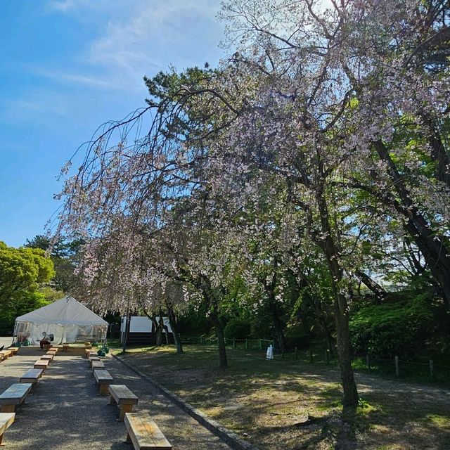 名古屋城四月櫻花季，絕美春日盛景。