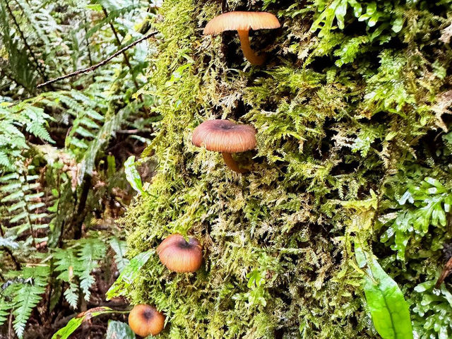 Embracing Nature’s Serenity at Beech Forest