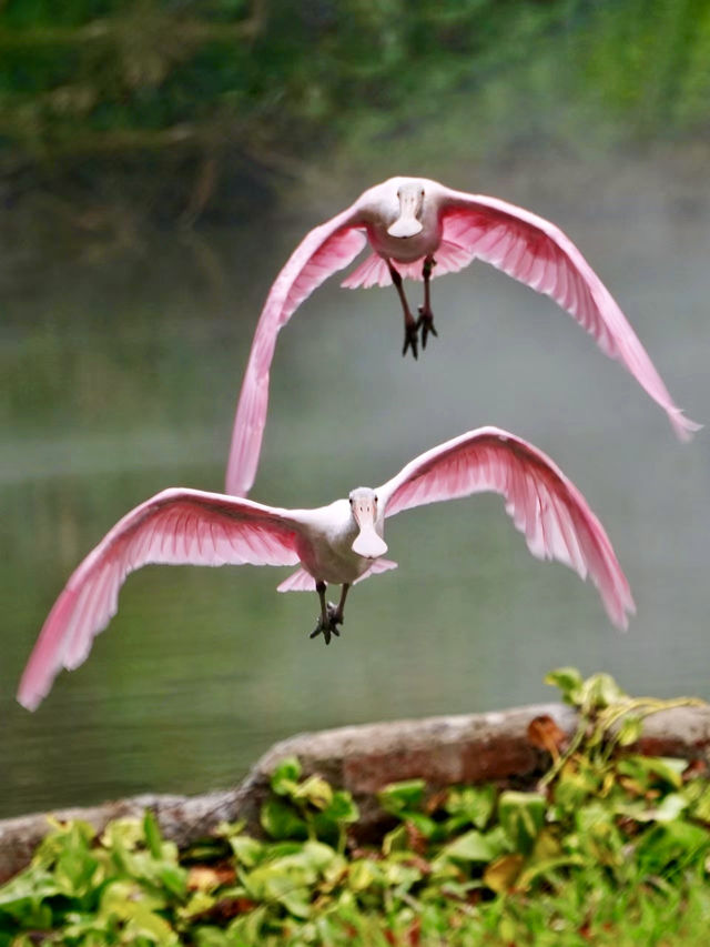 🦜長隆飛鳥樂園：翱翔在自然與夢幻之間的鳥類天堂