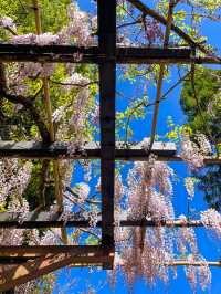 【愛知】うっとり🥹幻想的な紫のフジの花の回廊✨