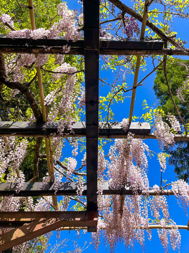 【愛知】うっとり🥹幻想的な紫のフジの花の回廊✨