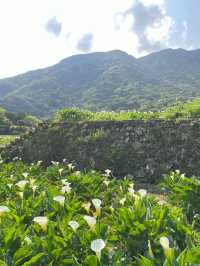 台北賞花海勝地「陽明山 竹子湖」🌸