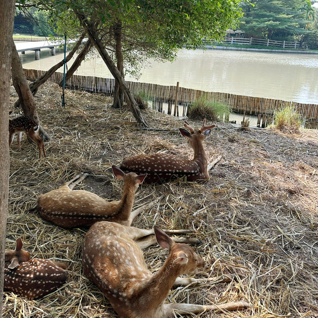 ดูบัวคาเฟ่ฟาร์ม ธรรมชาติที่เข้าถึงได้🌱😇