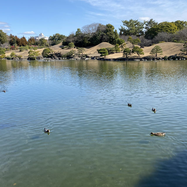 熊本Day4：探索《水前寺成趣園》的和風秘境、饗宴《敘敘苑》的極致燒肉、午後的《岡田咖啡》悠閒時光