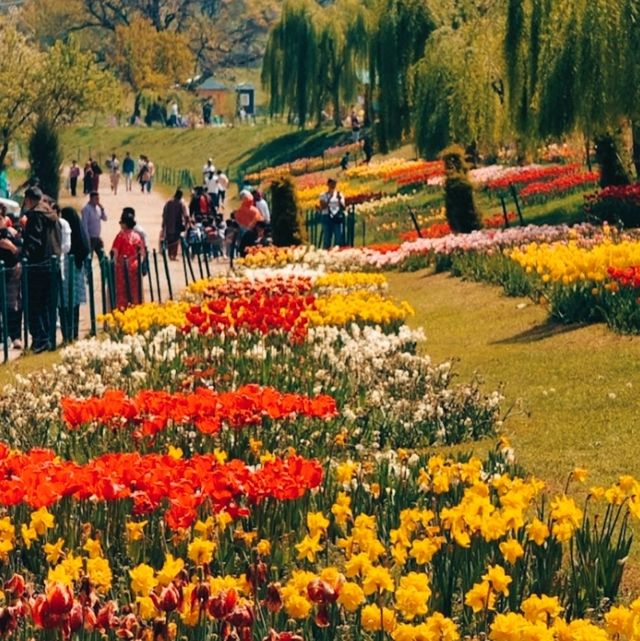 MESMERISING VIEW OF 73 VARIETIES OF TULIPS.
