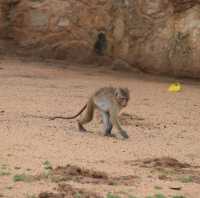 Mihinrale: exploration of Buddha statues and monkeys