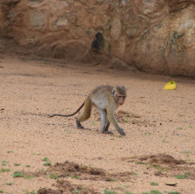 Mihinrale: exploration of Buddha statues and monkeys