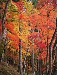 【紅葉特集】ここ無料⁉️満足度1000%🤩一生に一度は行きたい愛知の紅葉🍁