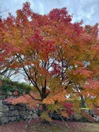 天守が築かれなかった篠山城。