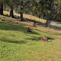 Visit to Cleland National Park