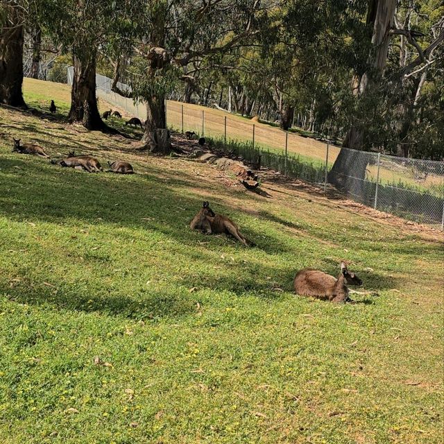 Visit to Cleland National Park