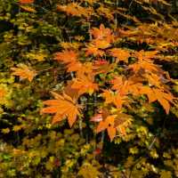 奧入瀨溪流的賞楓秘境：蔦川砂防公園