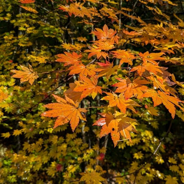 奧入瀨溪流的賞楓秘境：蔦川砂防公園