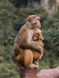 “Monkey”ing around in Zhangjiajie