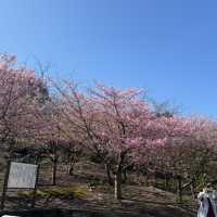 三浦海岸看櫻花