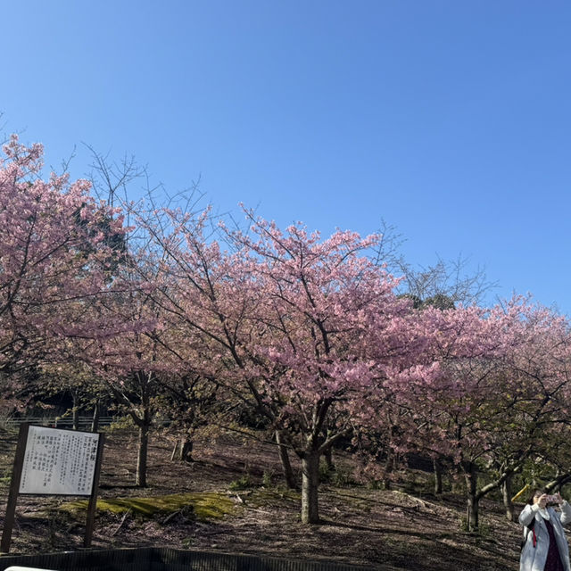 三浦海岸看櫻花