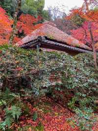 苔と紅葉が美しい草庵🥹🍁🌿京都・祇王寺🌿🍁