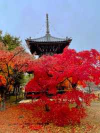京都嵯峨野の紅葉穴場スポット😊🍁清凉寺🍁