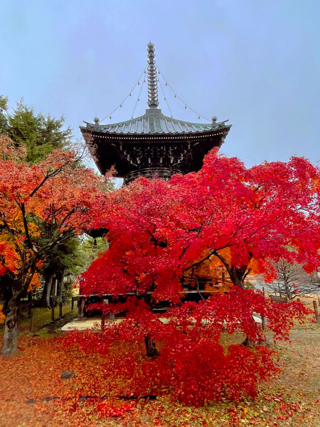 京都嵯峨野の紅葉穴場スポット😊🍁清凉寺🍁
