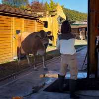 Magical Fun Day at Makaino Farm!
